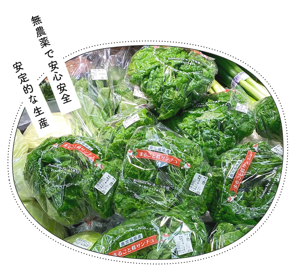 無農薬で安心安全 鹿児島の水耕栽培ならホープ農園